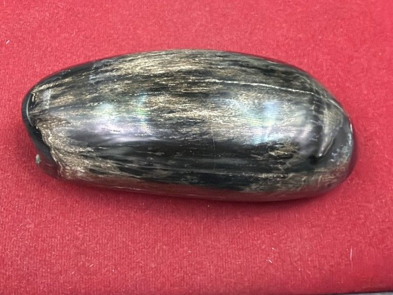 Lot 373: Fossil Tooth