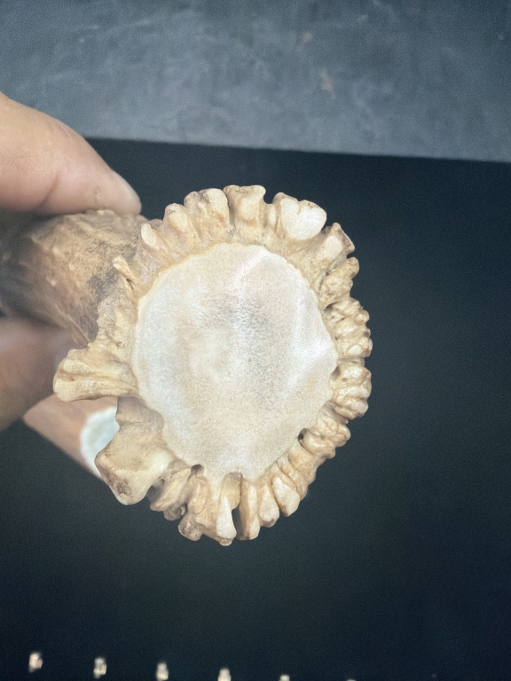 Hand Napped Flint Knife