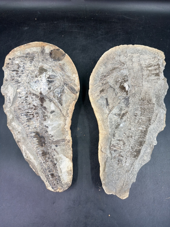 Large Vintage Fossil