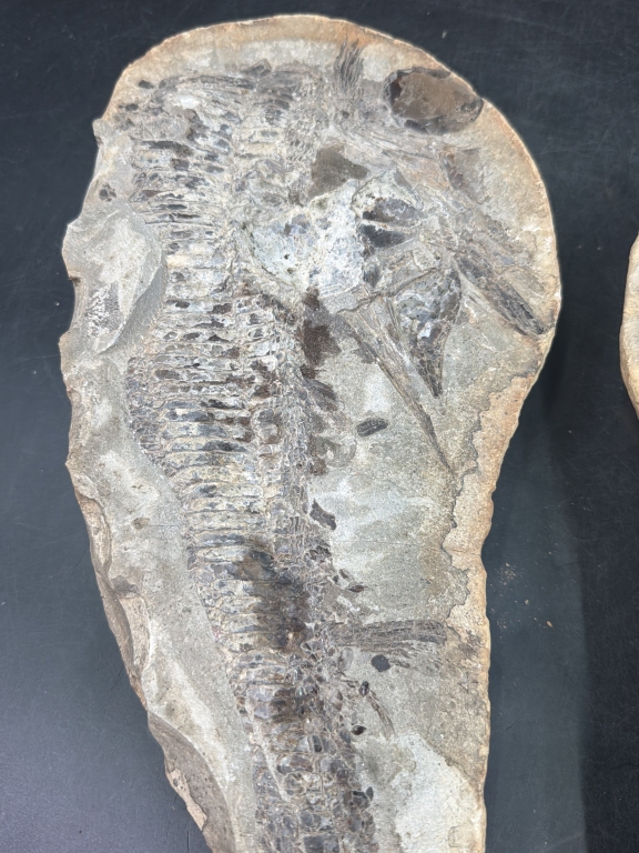 Large Vintage Fossil