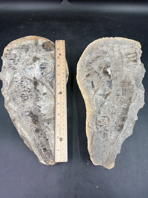 Large Vintage Fossil