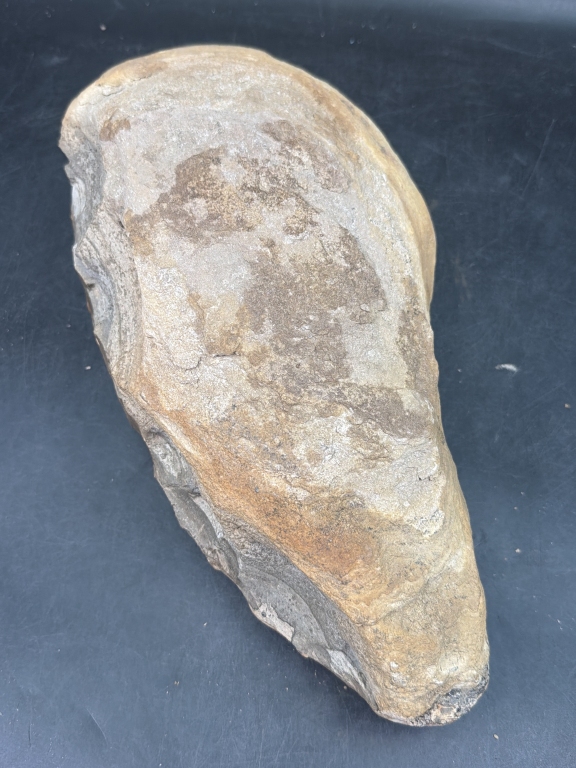 Large Vintage Fossil