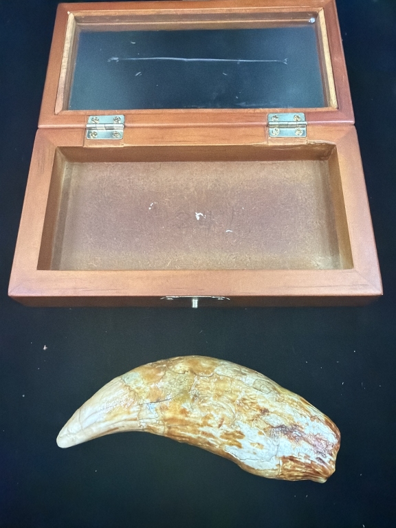 Rare Cave Bear Tooth