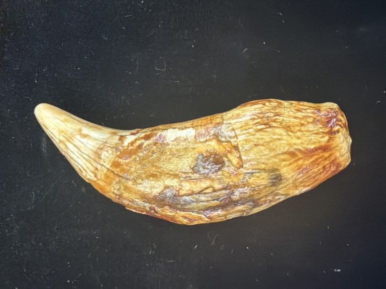 Rare Cave Bear Tooth