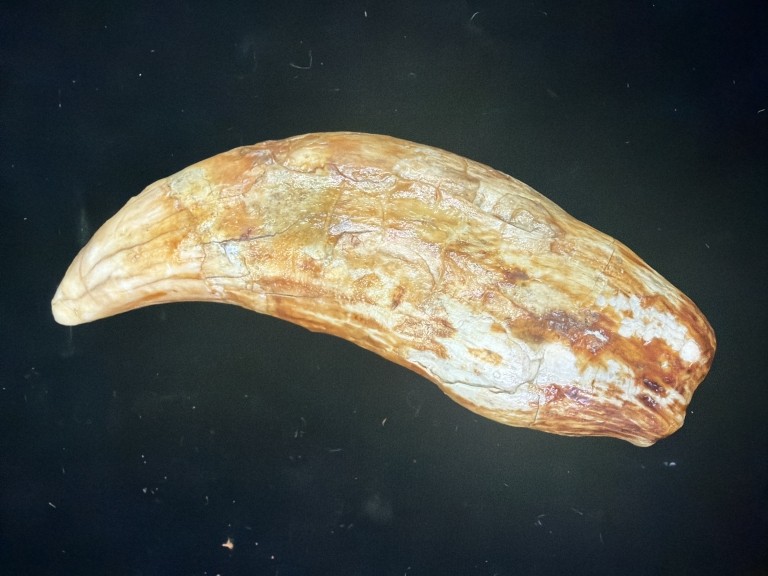 Rare Cave Bear Tooth
