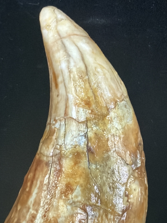 Rare Cave Bear Tooth