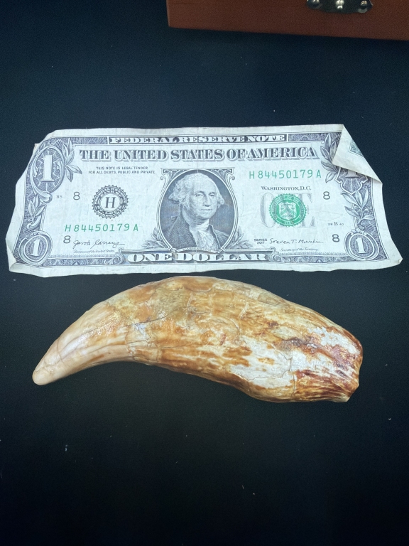 Rare Cave Bear Tooth