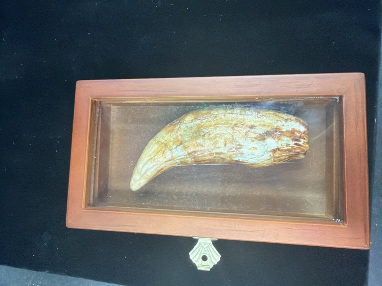 Rare Cave Bear Tooth