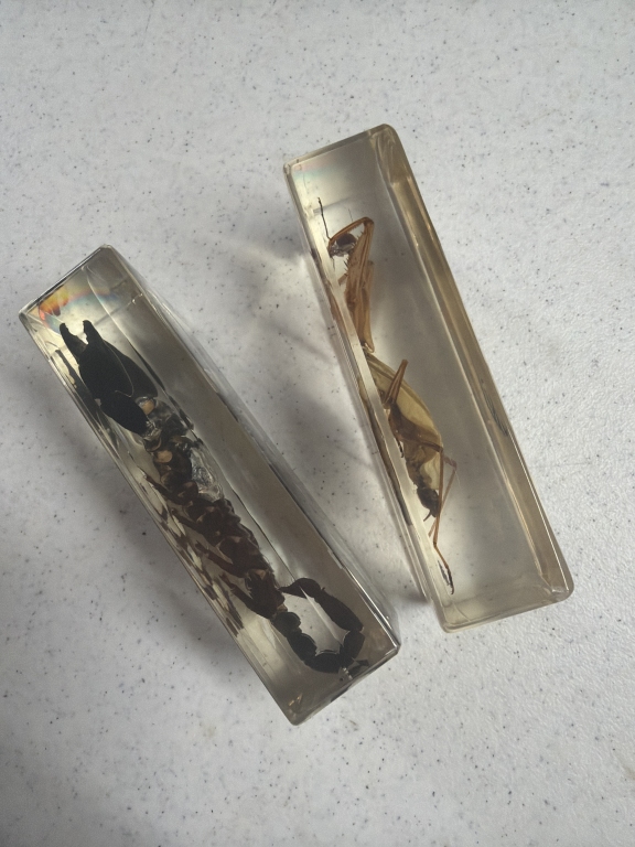 Mid Centtury Two Insects in Lucite