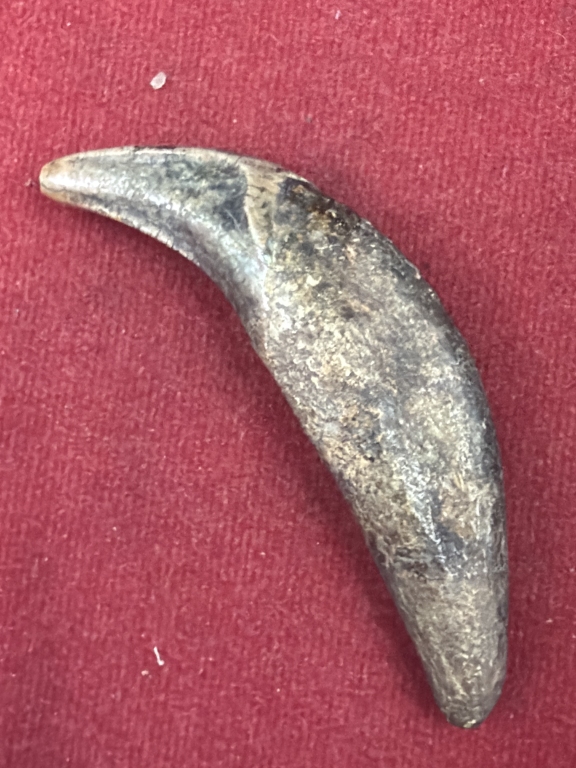 Fossilized Animal Tooth