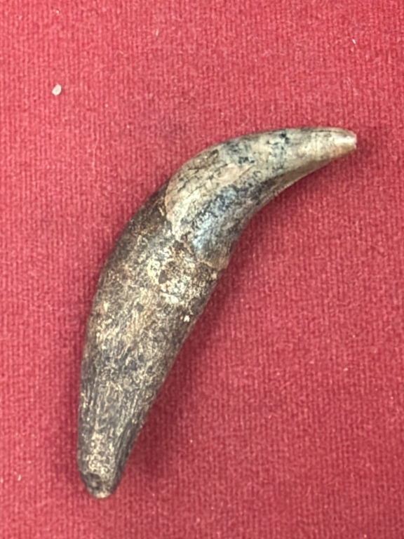 Fossilized Animal Tooth