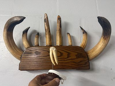 Taxidermy Animal Teeth Display. Mounted in a row on a vertical wooden plaque. Measures about 14" 