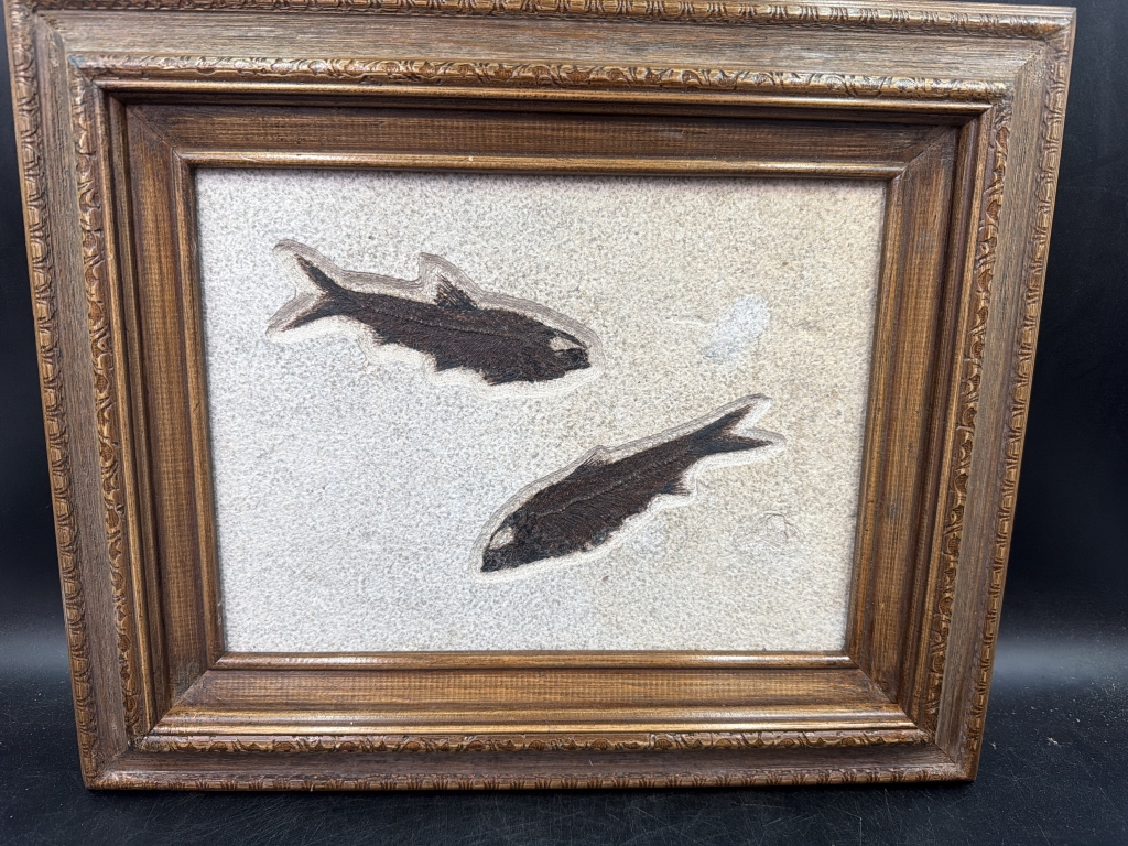 Fossil Fish "Eocene Epoch"