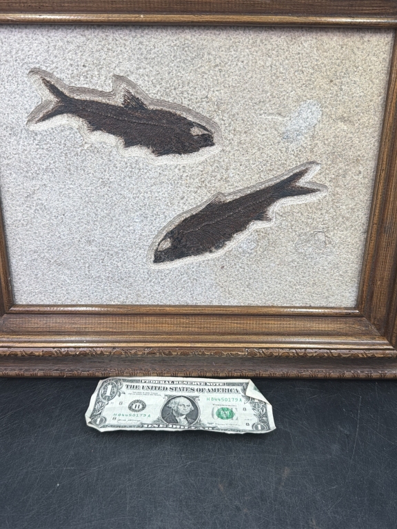 Fossil Fish "Eocene Epoch"