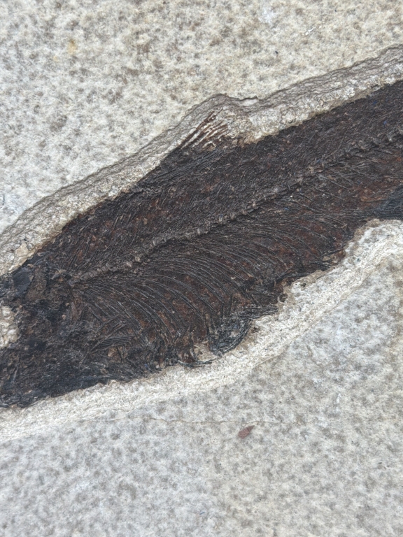 Fossil Fish "Eocene Epoch"