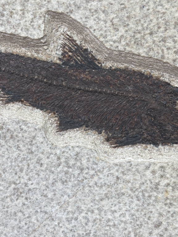 Fossil Fish "Eocene Epoch"