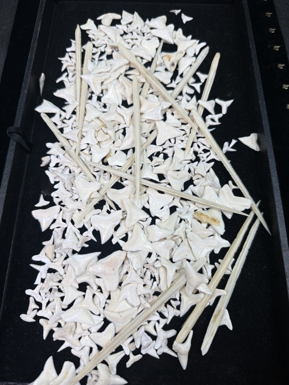 Shark Teeth and Rib Bones
