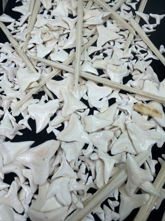 Shark Teeth and Rib Bones