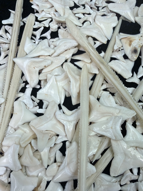 Shark Teeth and Rib Bones