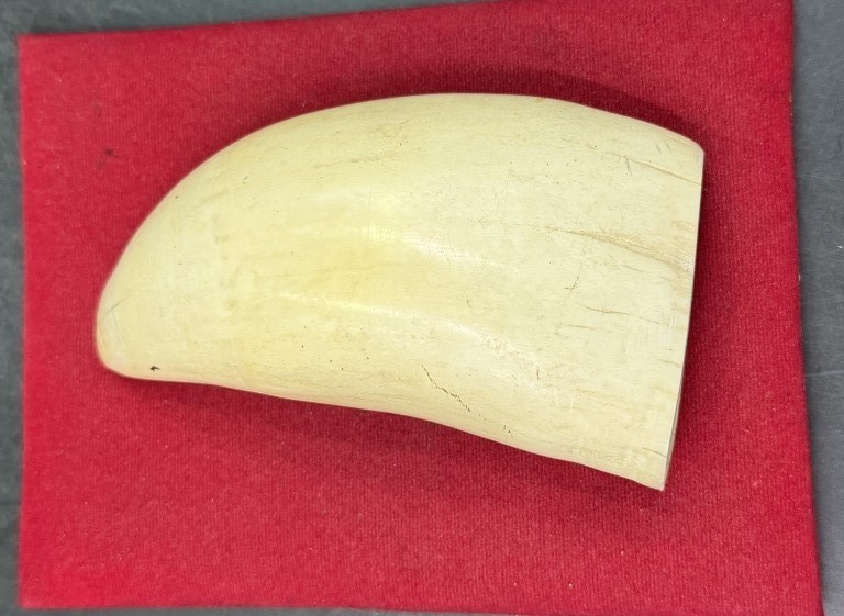 Cachalot Fossil