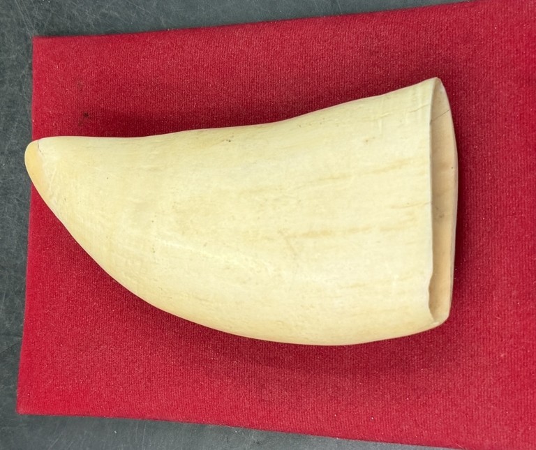 Cachalot Fossil