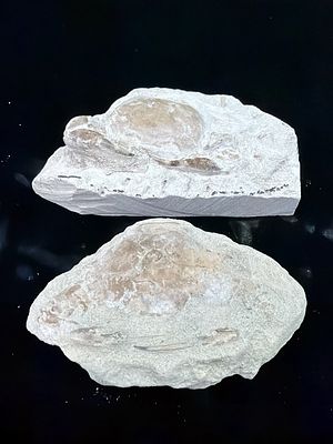 Pulalius Vulgaris Crab Fossils. Dated to the Late Eocene period. Measures 3" x 2" and 3.5"x 2". 
