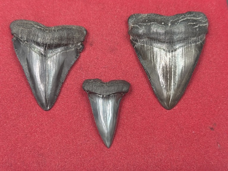 Shark Teeth