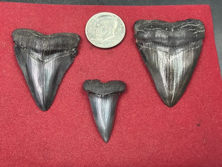 Shark Teeth