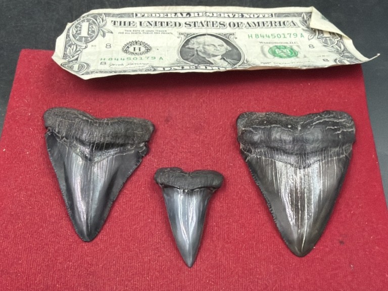 Shark Teeth