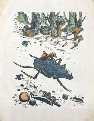 [1936; первое издание; рисунки - В.Тамби] В. Бианки. ПРИКЛЮЧЕНИЯ МУРАВЬЯ. Первое издание. 