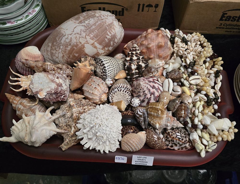 Lot 174: 1 X TRAY CONTAINING VARIOUS PACIFIC OCEAN SHELLS