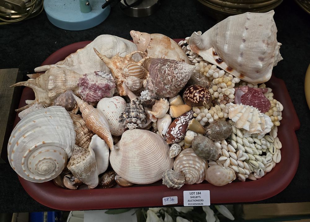 Lot 184: 1 X TRAY CONTAINING VARIOUS PACIFIC OCEAN SHELLS