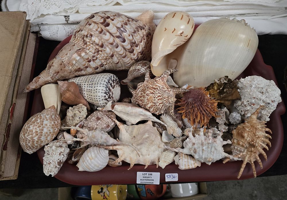 Lot 188: 1 X TRAY CONTAINING VARIOUS PACIFIC OCEAN SHELLS