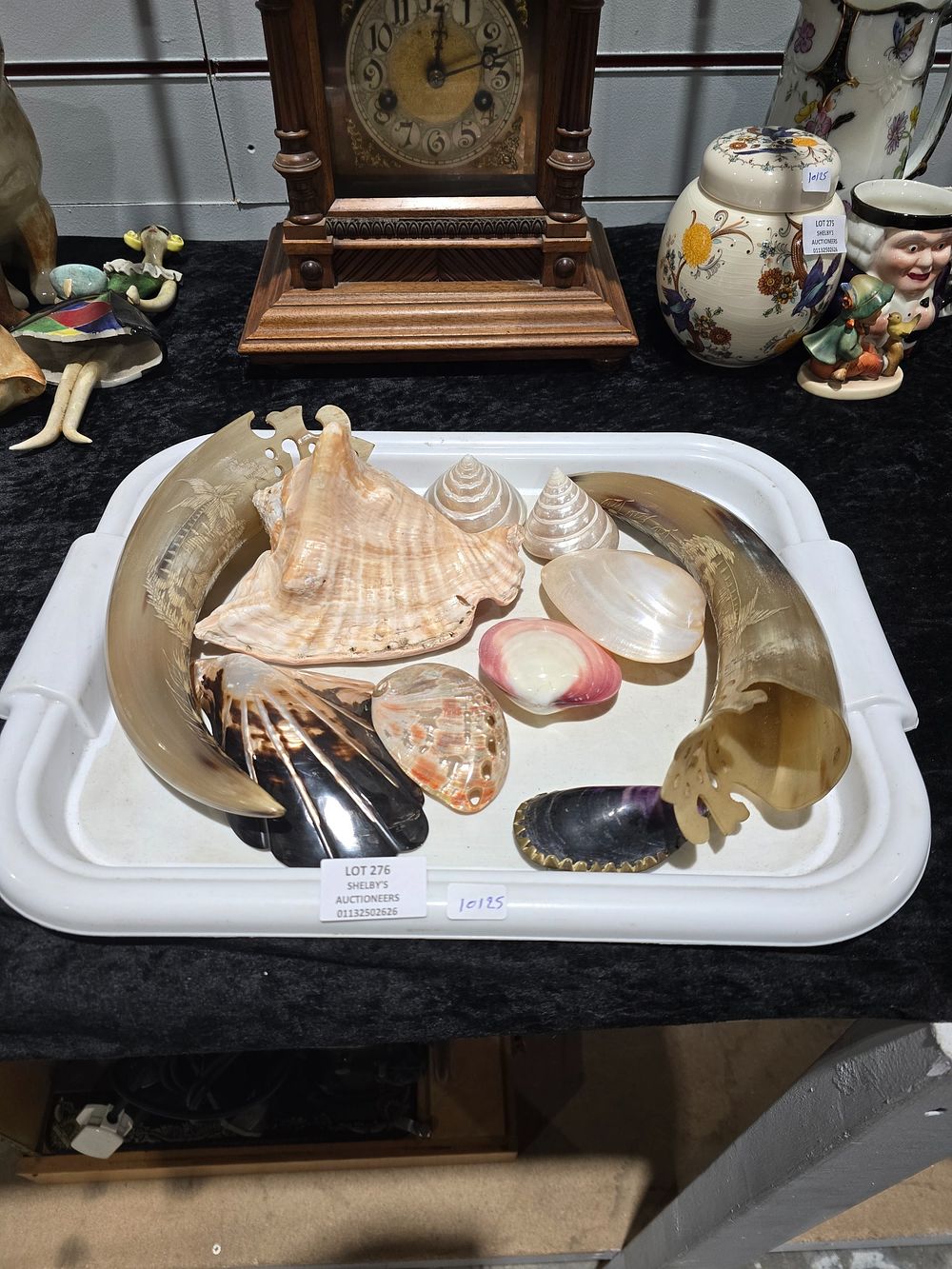 Lot 276: 1 X TRAY CONTAINING SEA SHELLS AND ANIMAL...