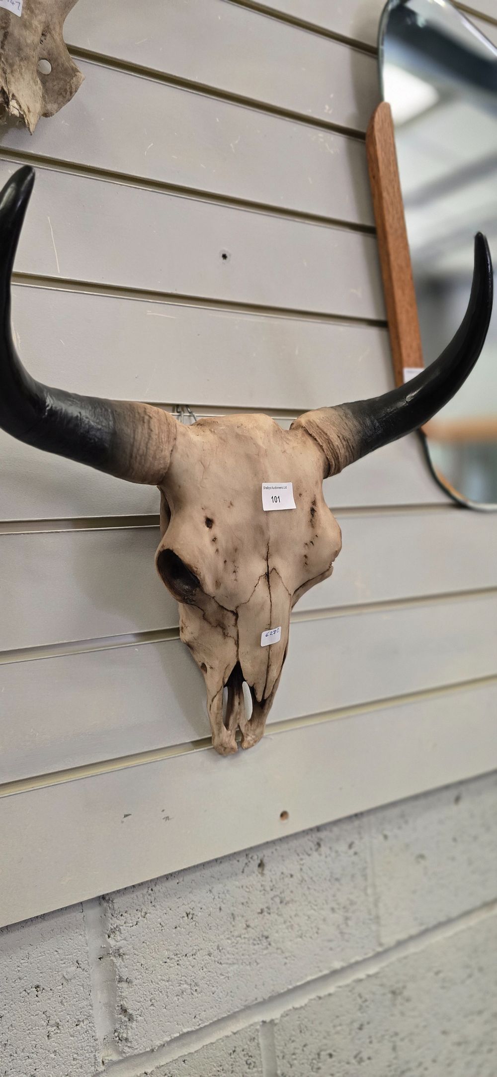 Lot 101: 1 x resin reproduction animal skull
