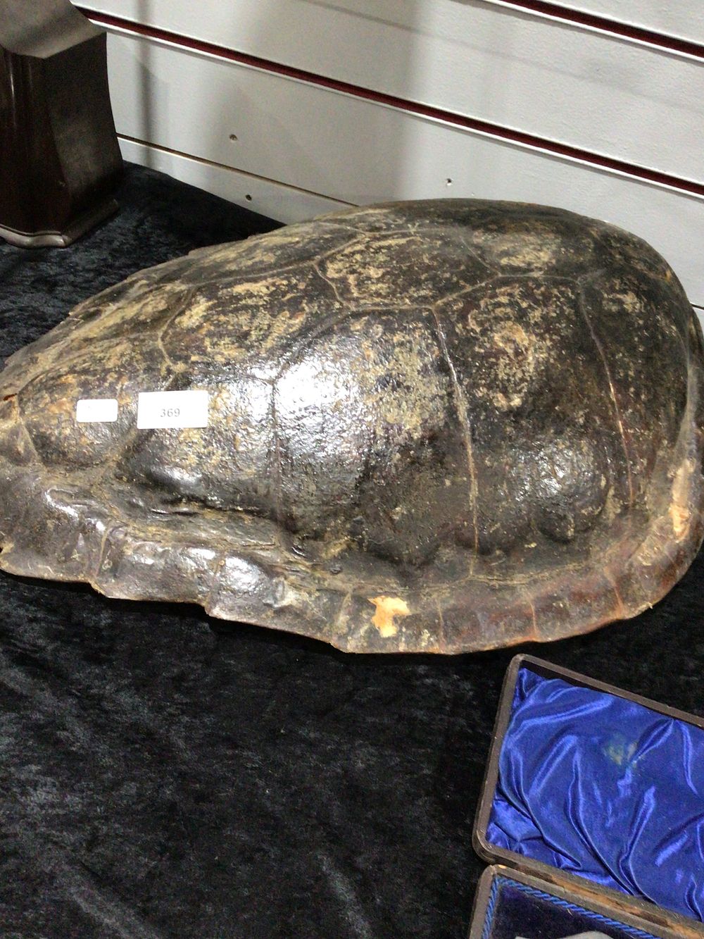 Lot 369: Green Sea Turtle Shell with Teardrop Carapace