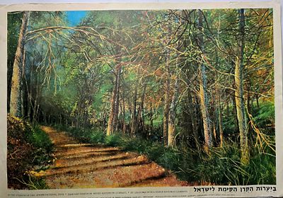 פוסטר קק"ל - ביערות הקק"ל 
50×34.5 ס"מ