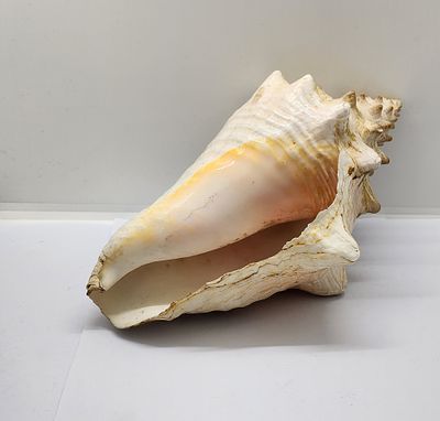קונכיה גדולת מימדים. במצב טוב מאוד. 
מידה: 24 על 13.5 סמ