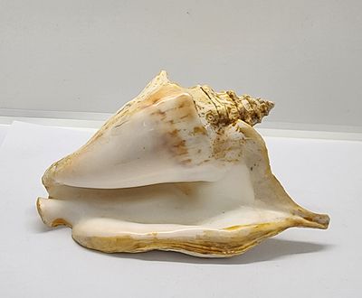 קונכיה יפה מבית של אספן 
צבעוניות מרשימה . 
מידה: 14.5 על 9.5 סמ