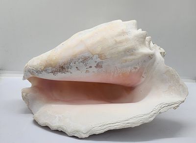 קונכיה גדולה ויפה. ענקית !!!! צבעוניות נעימה וורוד לבן . גדולה וכבדה. 
מידה: 25 על 17.5 סמ