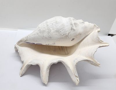 קונכיה גדולה ויפה. מתאים גם לאקווריום. 
מידה: 23 על 17.5 סמ