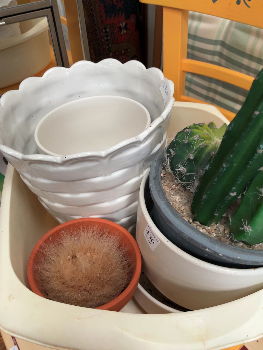Lot 430: An Assortment of Ceramic and Terracotta Plant Pots with Cactus Specimens