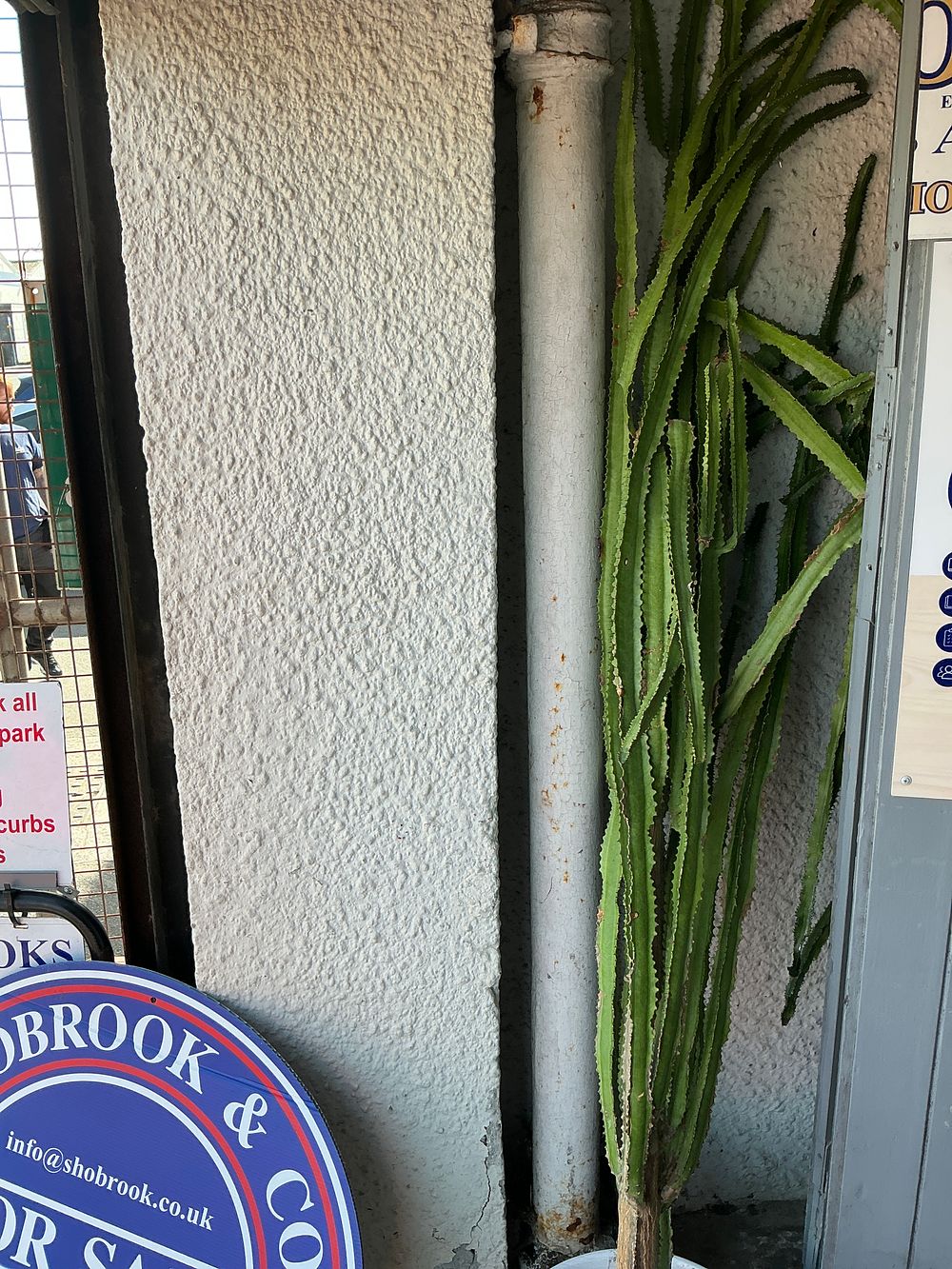 Lot 467: A Large Mature Potted Euphorbia trigona (African Milk Tree)