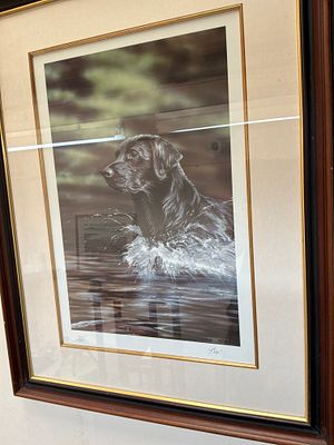 Paul Doyle, Black Labrador Splashing, Signed Limited Edition Print 65/350. A signed limited 