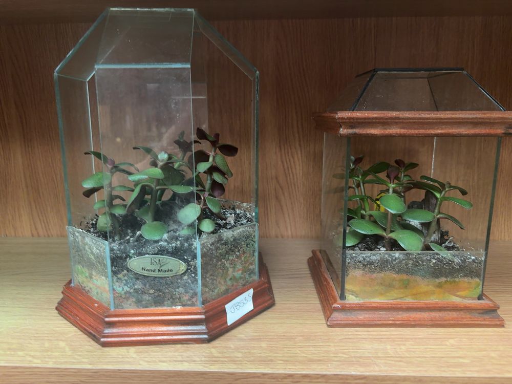 Lot 161: Two Stained Wood and Glass Succulent Terrariums by ISA