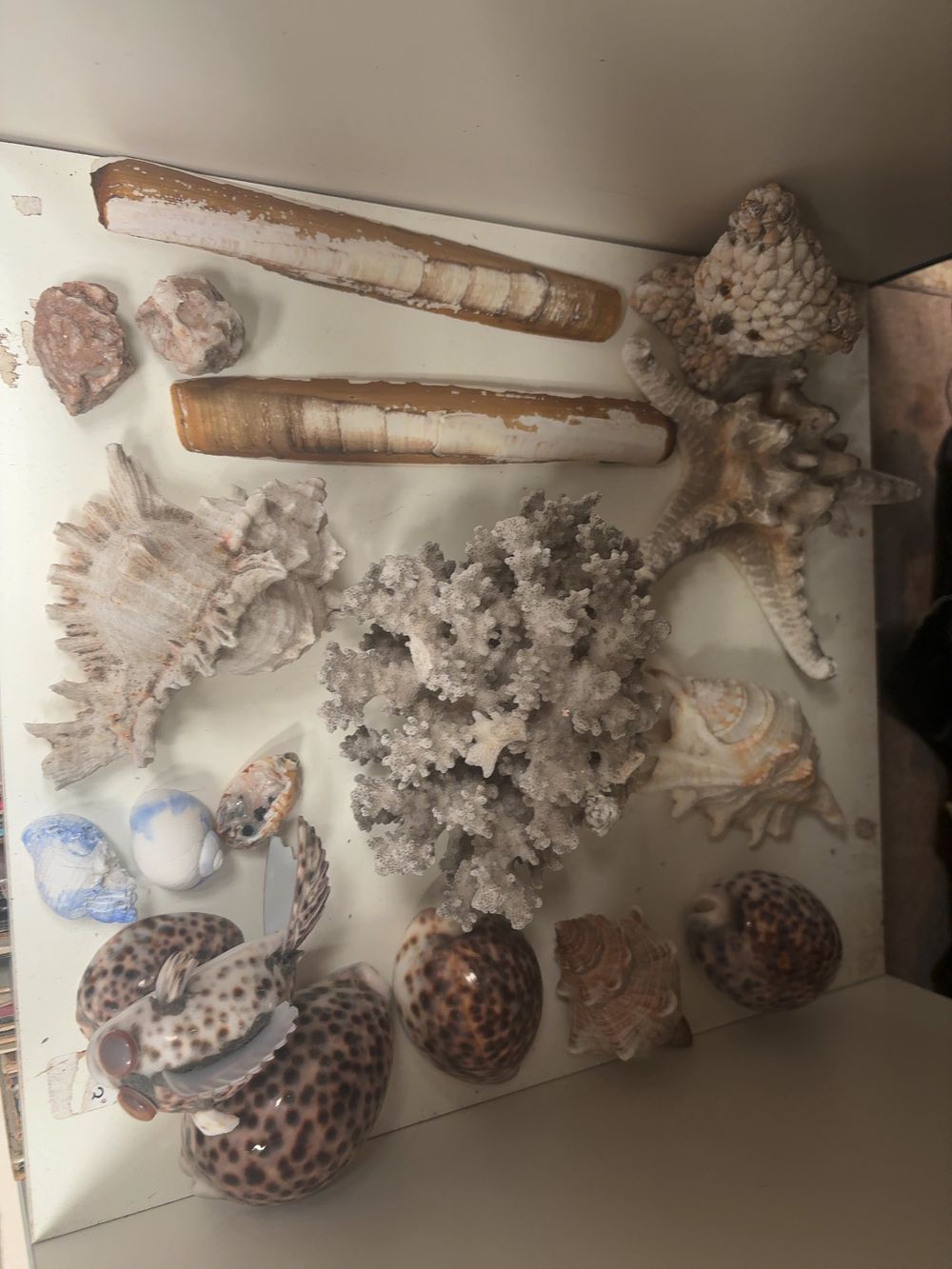 Lot 333: A Collection of Marine Shells, Coral, Starfish, and Shell-work Figurines