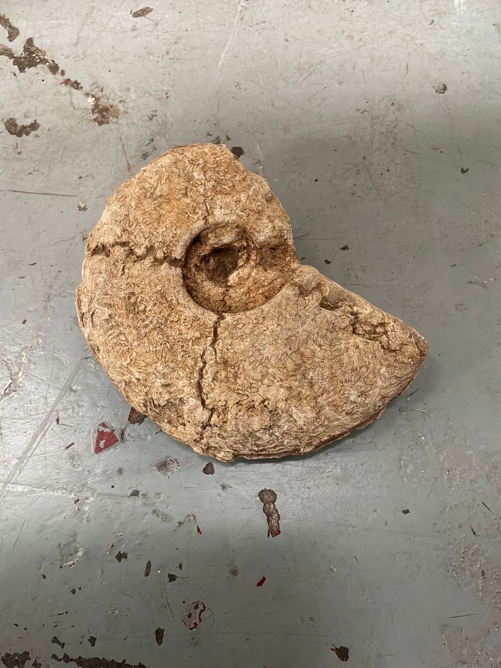 Lot 365: Large Fossilised Ammonite Specimen