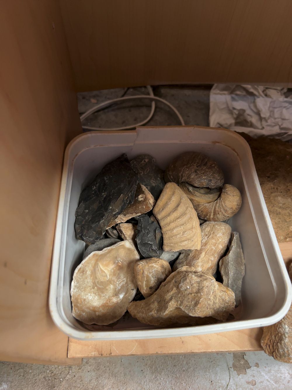 Lot 187: A Collection of Sedimentary and Mineral Fossil Specimens Including Ammonite Examples