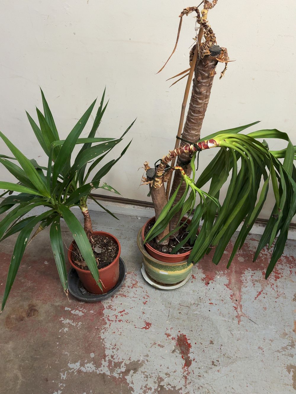 Lot 41: A Pair of Two Yucca Cane Houseplants in Plastic and Ceramic Planters