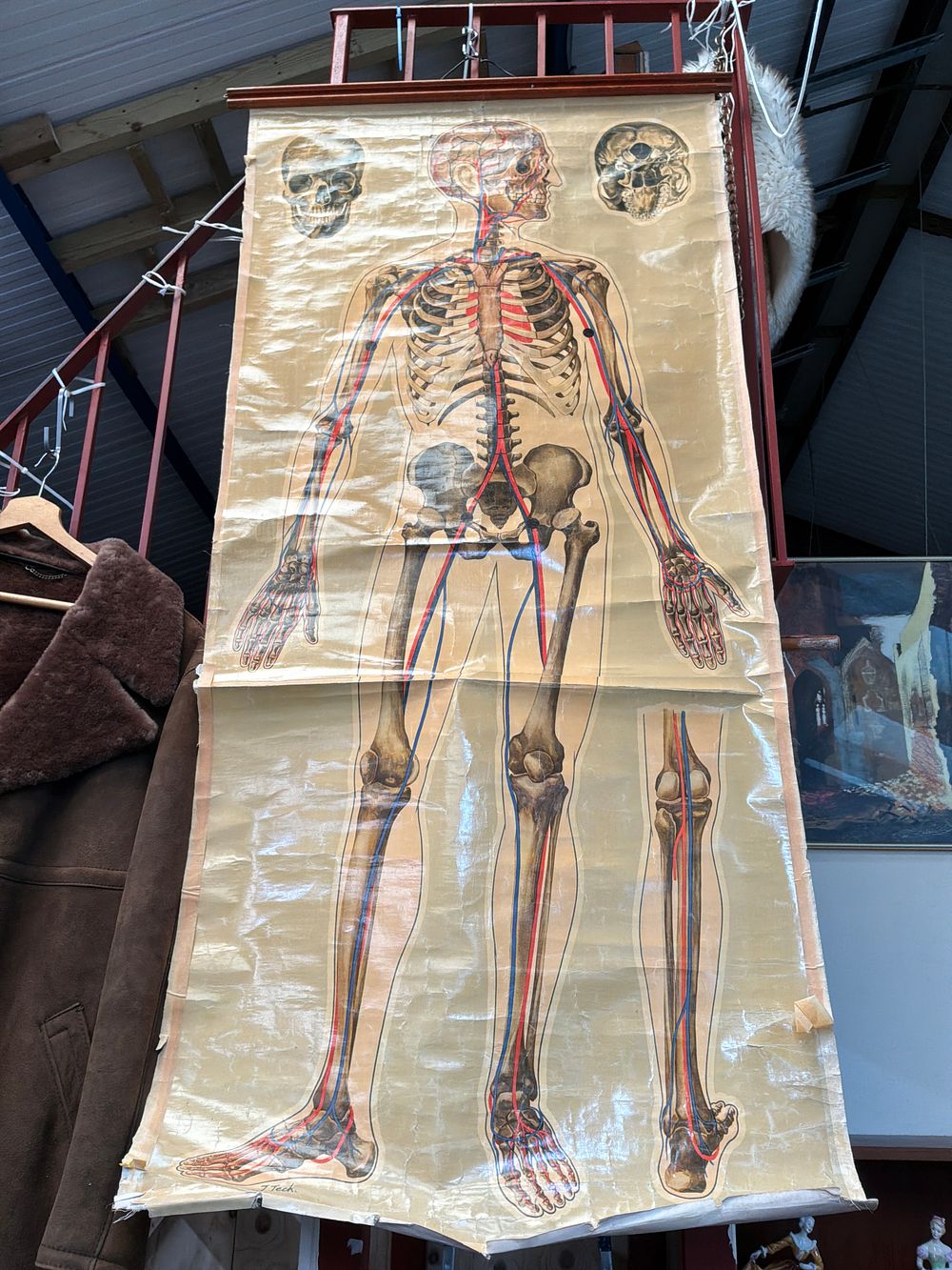 Lot 101: A Vintage Anatomical Pull Down Wall Chart Depicting the Human Skeleton and Circulatory System